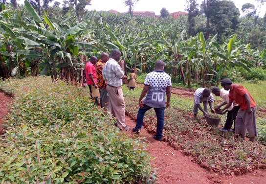Des visiteurs parcourent les planches d'une pépinière où poussent de jeunes plants, entre les bananiers